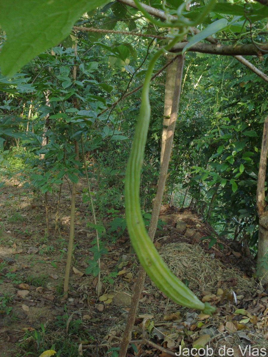 Luffa acutangula (L.) Roxb.